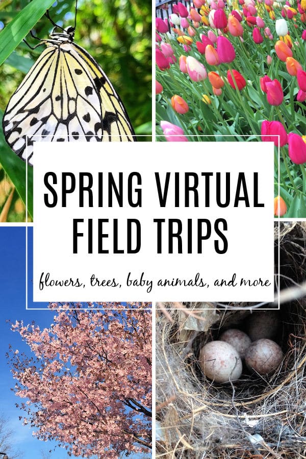 spring virtual field trips for kids with flowers, trees, baby animals and more