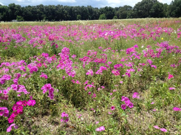 spring wildflowers in field for virtual field trip for kids in spring