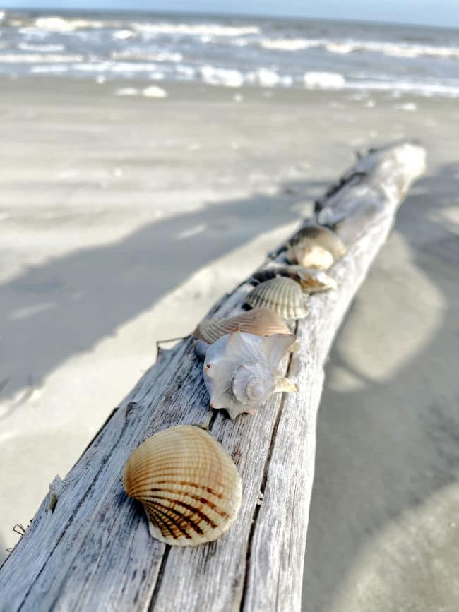 Several types of seashells on driftwood on beach with waves 