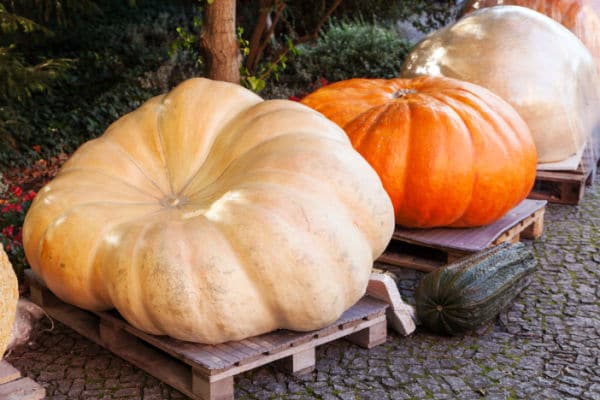 Giant Pumpkins for virtual pumpkin patch field trips for kids
