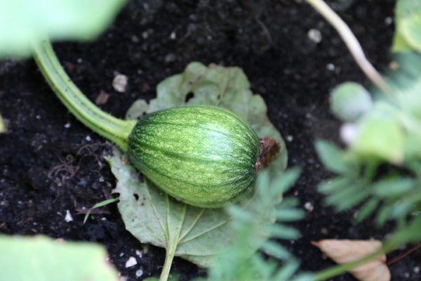 Green pumpkin growing on the vegetable patch