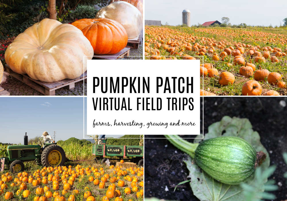 pumpkin patch field trip virtual