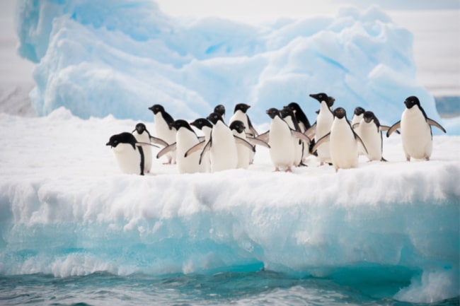 Penguins on iceberg in Antarctica
