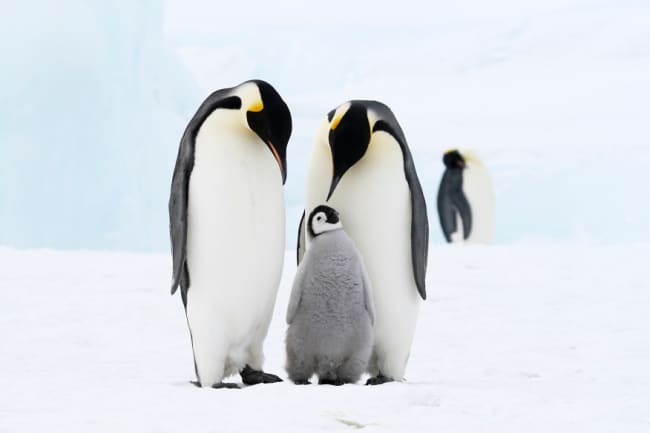 emperor penguin with baby in antarctica