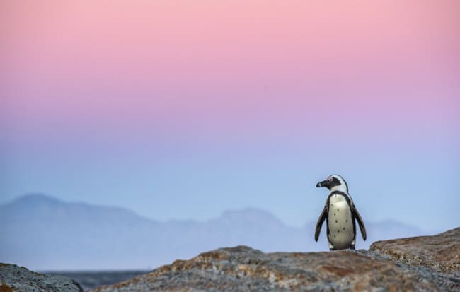 Penguin on Beach in South Africa
