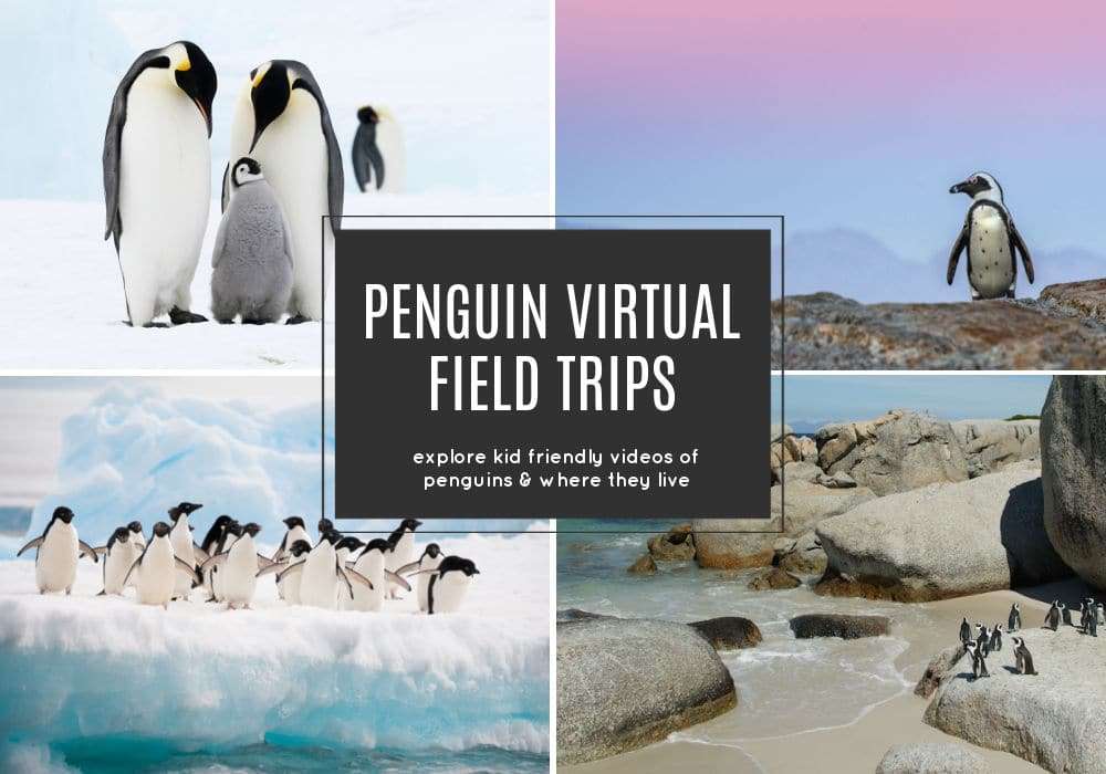 Penguin Virtual Field Trips! The ultimate collection of penguin videos for kids!