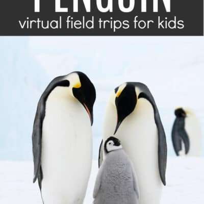 Penguin Virtual Field Trips for Kids