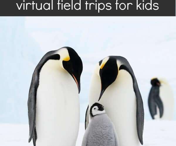 The ultimate collection of penguin virtual field trips for Kids