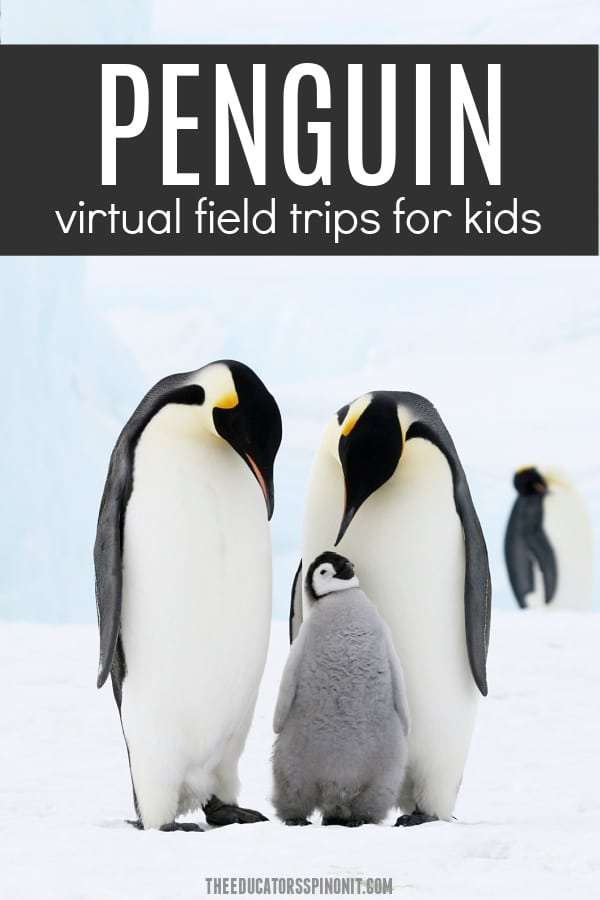 The ultimate collection of penguin virtual field trips for Kids