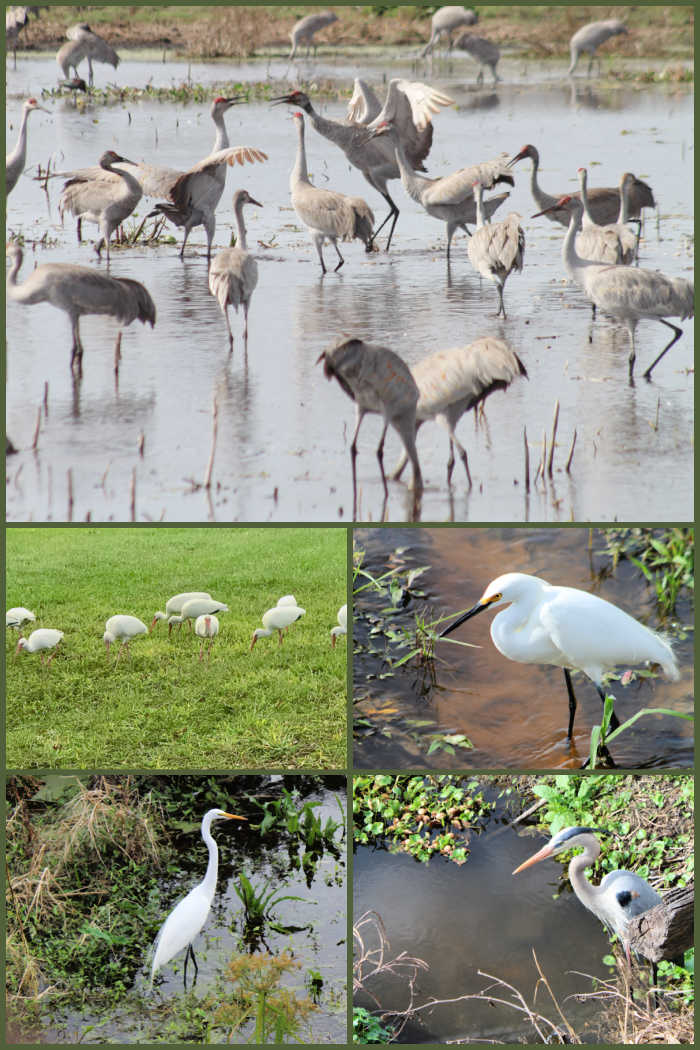 Collection of birds in North Central Florida for great backyard bird count 
