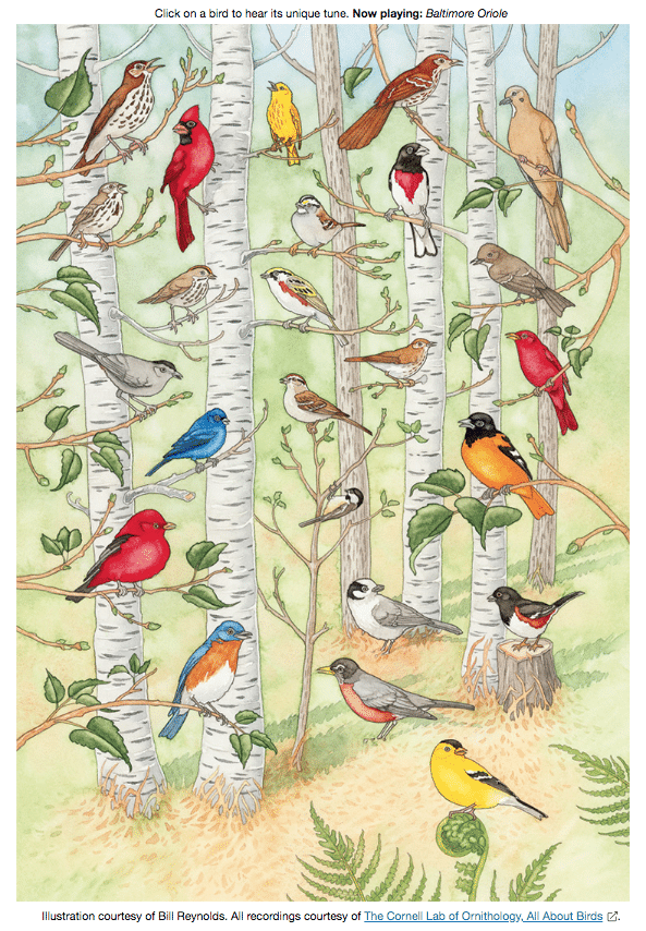 Interactive Poster of Bird Sounds for Kids