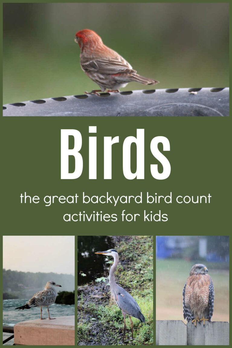 The Great Backyard Bird Count The Educators' Spin On It