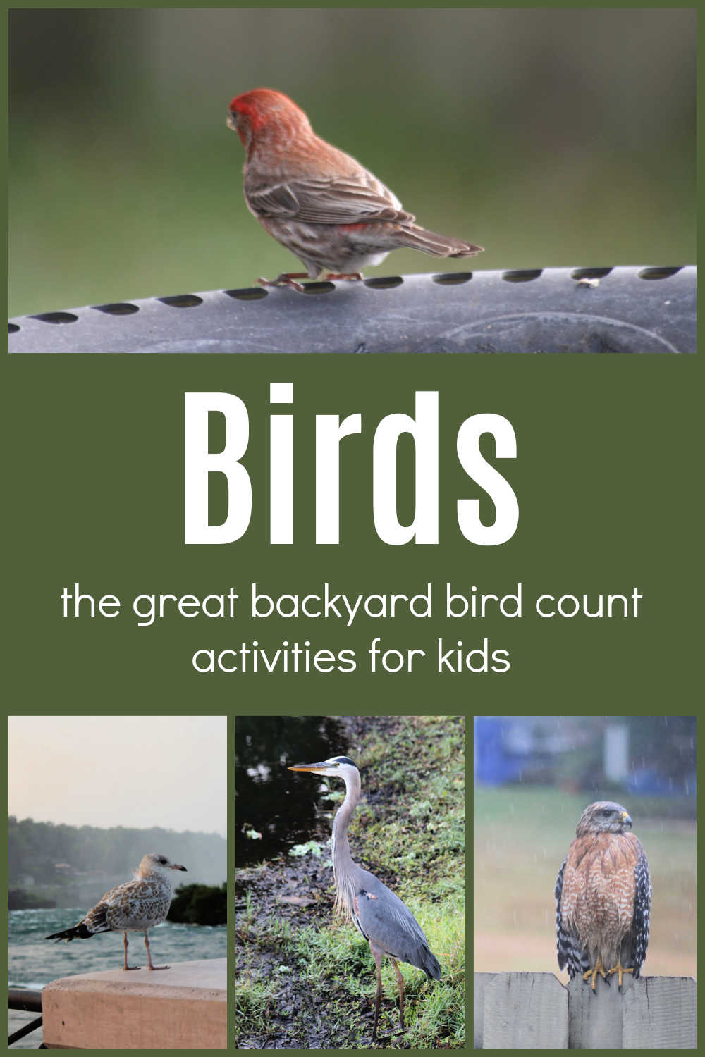 The Great Backyard Bird Count - The Educators' Spin On It