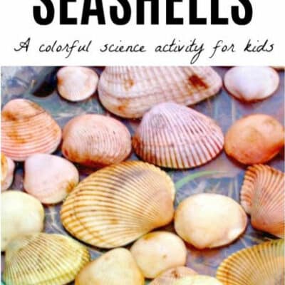 How to Dye Rainbow Sea Shells