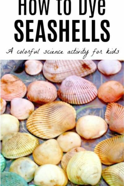 How to Dye Seashells with leftover Egg Dye this Spring or Summer