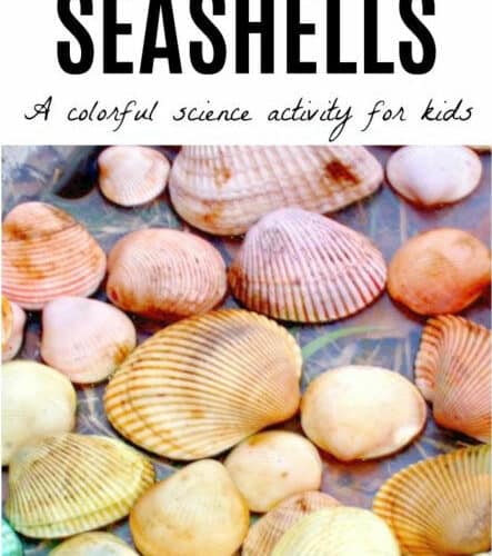 How to Dye Seashells with leftover Egg Dye this Spring or Summer