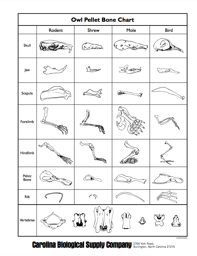 Owl Pellet Bone Chart