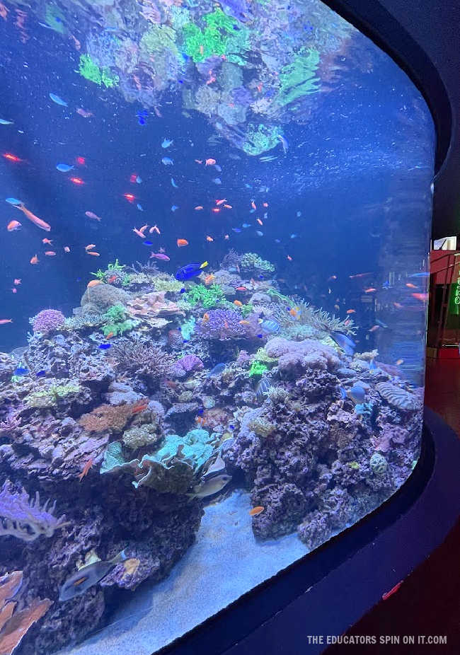 Aquarium at Frost Science Museum in Miami Florida