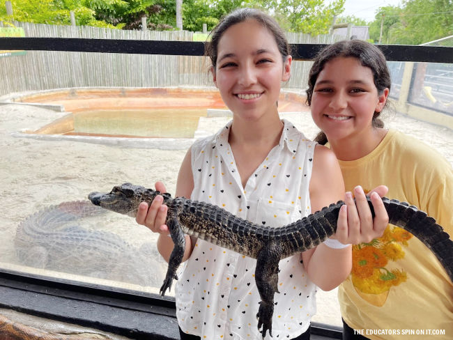 Baby Alligator at Everglades Alligator Farm