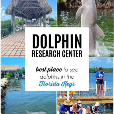 Best Place to See Dolphins in the Keys: Dolphin Research Center