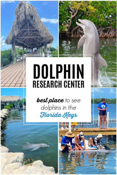 Best Place to See Dolphins in the Florida Keys: Dolphin Research Center