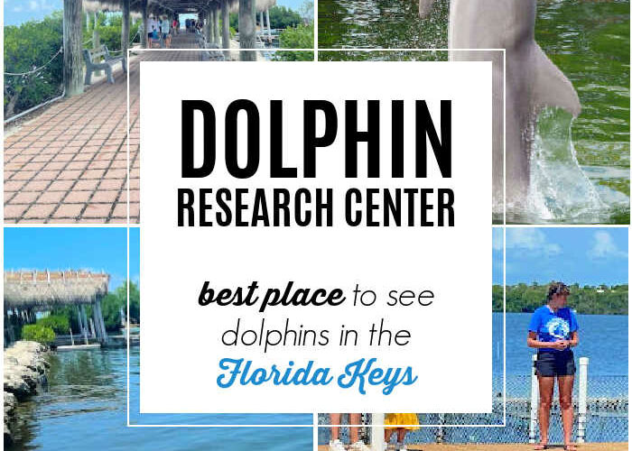 Best Place to See Dolphins in the Florida Keys: Dolphin Research Center