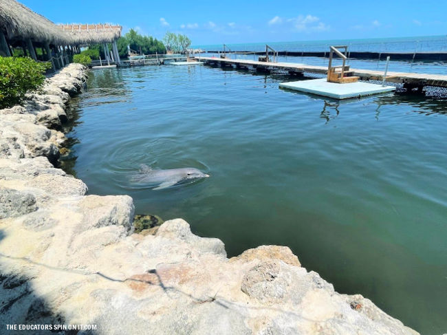 Lagoons at Dolphin Research Center from Observation Areas in Florida Keys