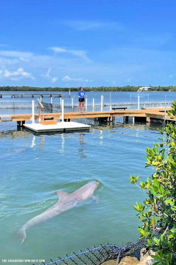 the dolphin research center florida keys