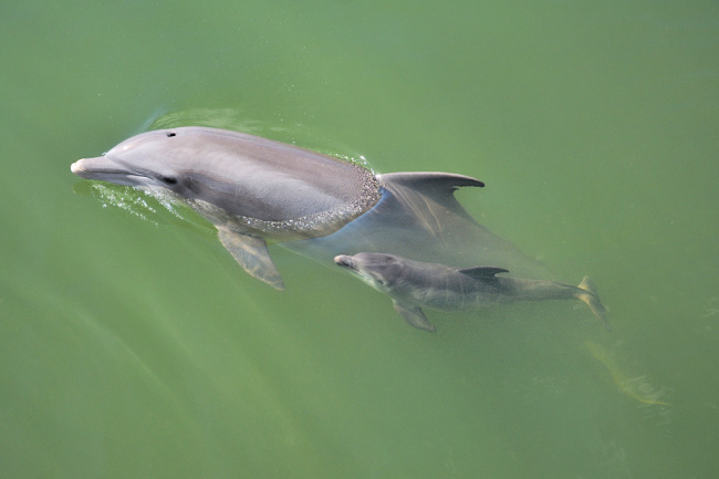 Dolphin with baby at Dolphin Research Center in Florida Keys