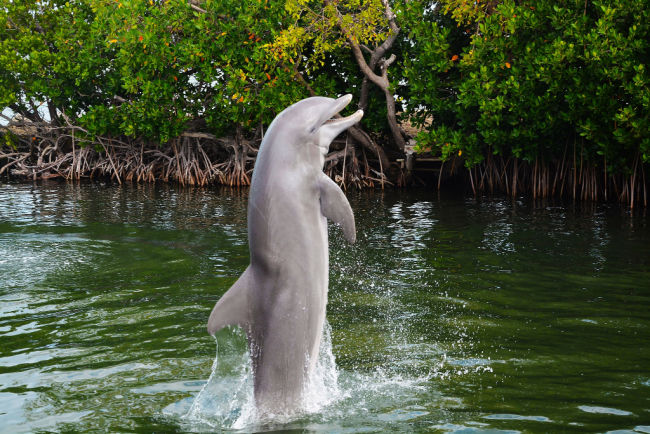 Dolphin Research Center Lagoons in Florida Keys