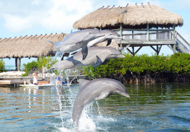 Swim with Dolphins at Dolphin Research Center in Florida Keys