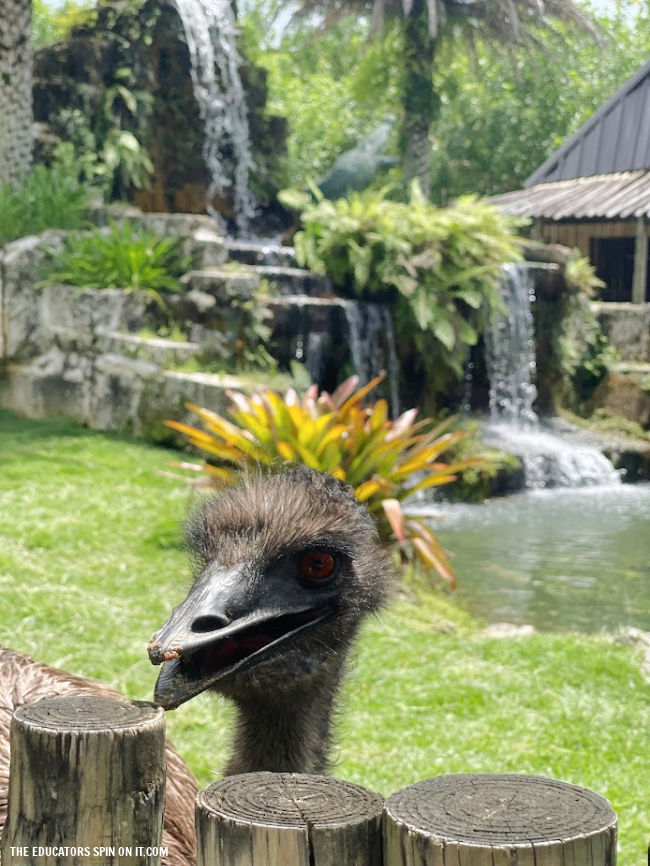 Emu at Everglades Alligator Farm