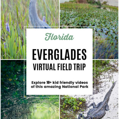 Florida Everglades Virtual Field Trip for Kids