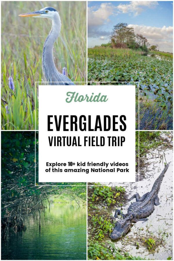 Florida Everglades Virtual Field Trip for Kids - The Educators' Spin On It