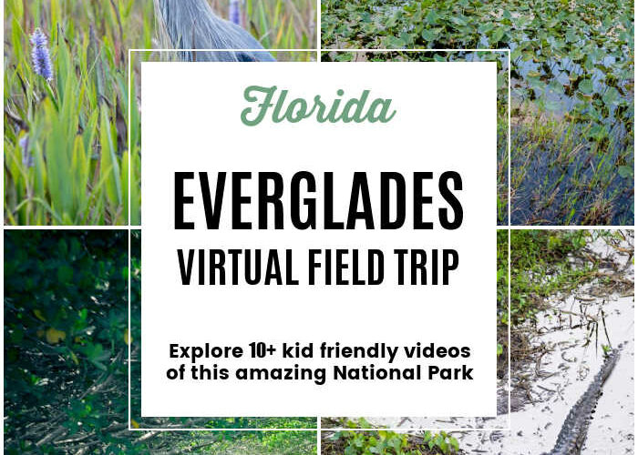 Florida Everglades Virtual Field Trip for Kids