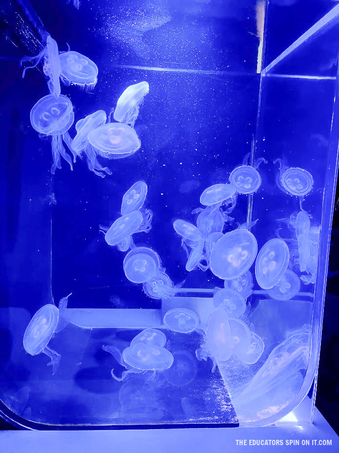 Jellyfish exhibit in Frost Science Museum in Miami Florida
