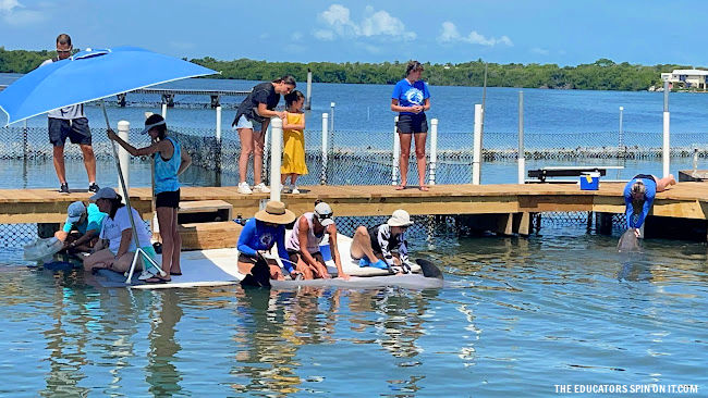 New Mother Dolphin Pumping Milk at Dolphin Research Center in Florida Keys 
