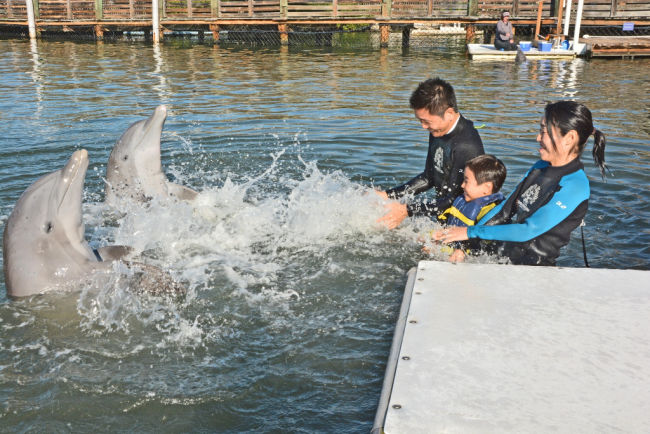 Swim with dolphins in Florida Keys Dolphin Research Center