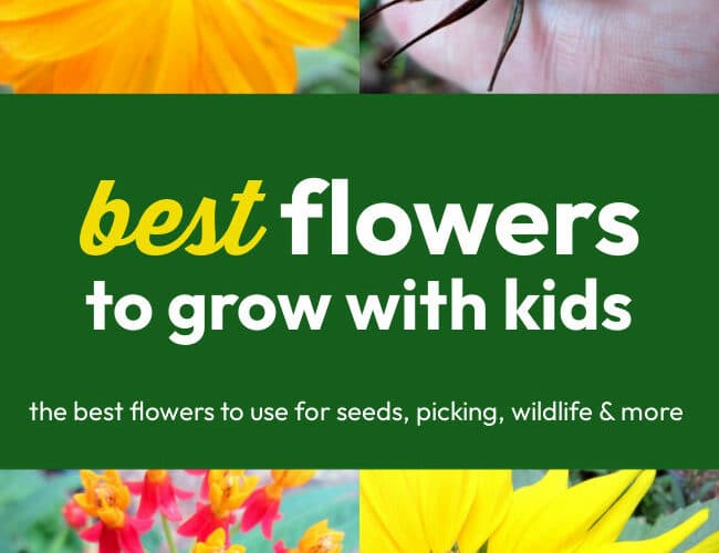 best flowers to grow for your kids in your garden
