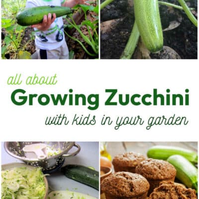 ALL about growing ZUCCHINI