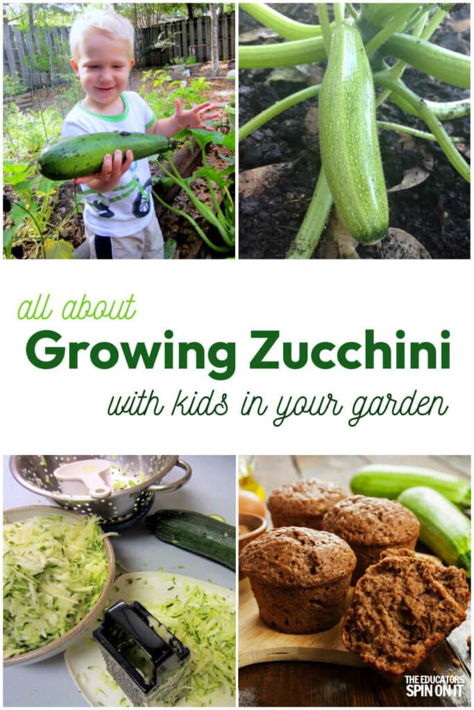 All About Growing Zucchini with kids in your garden.
