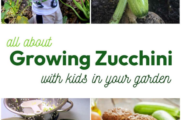 All About Growing Zucchini with kids in your garden.