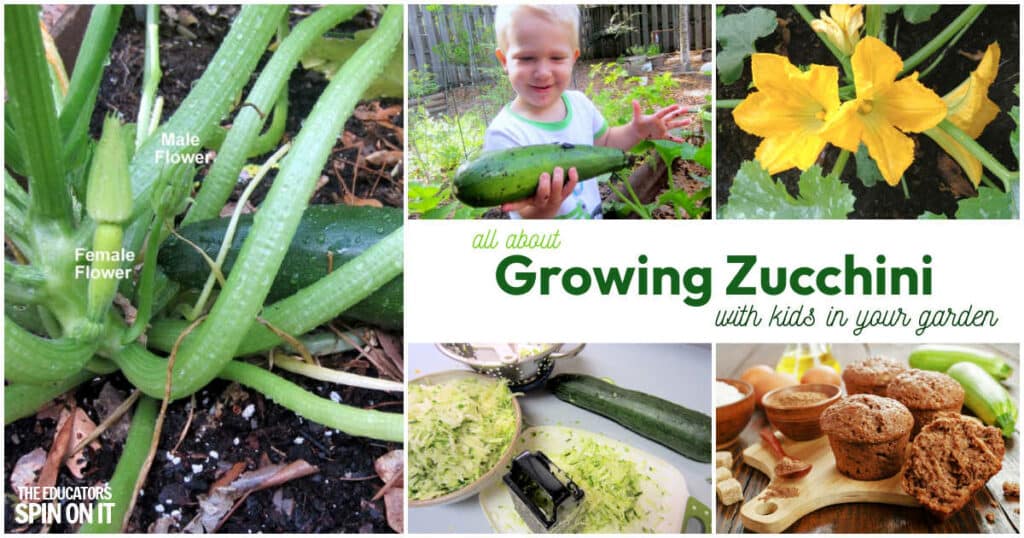 All About Growing Zucchini with kids in your garden. Includes growing tips, how to preserve recipe and more