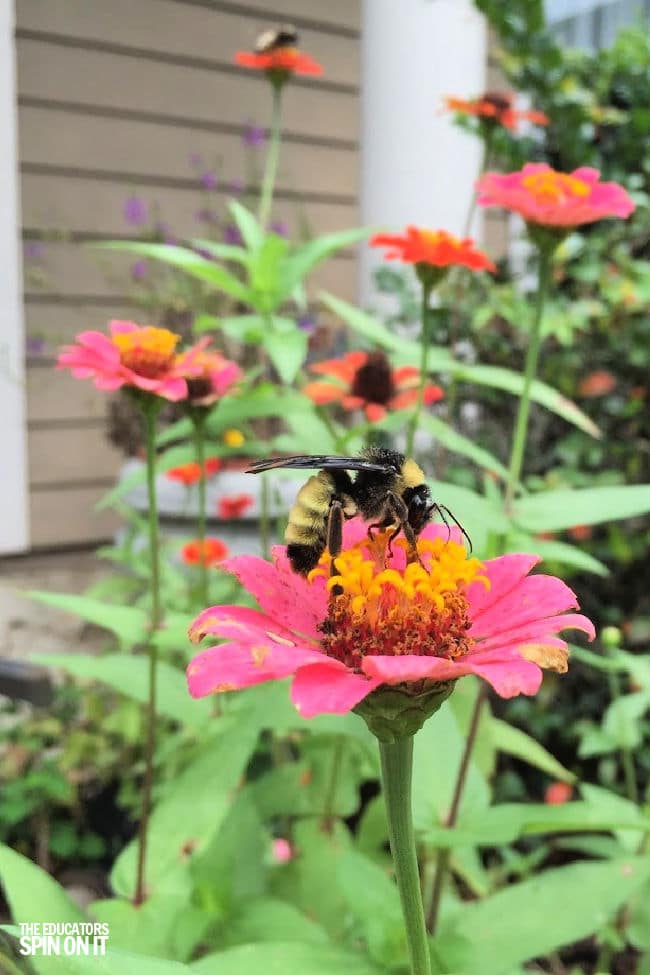 Learning about pollination with bees for kids with this bee on beautiful zinnia flowers in the garden