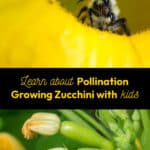 Learn about Pollination Growing Zucchini with Kids