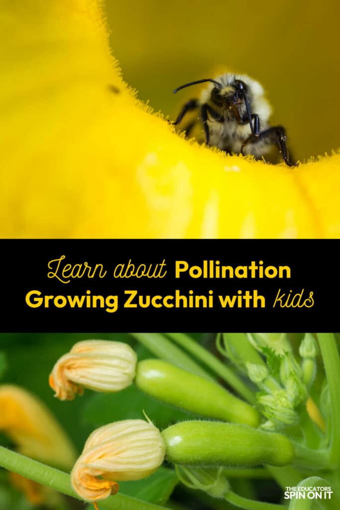 Learn about Pollination Growing Zucchini with Kids