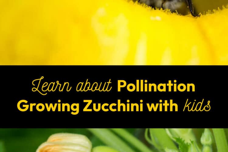 Learn about Pollination Growing Zucchini with Kids