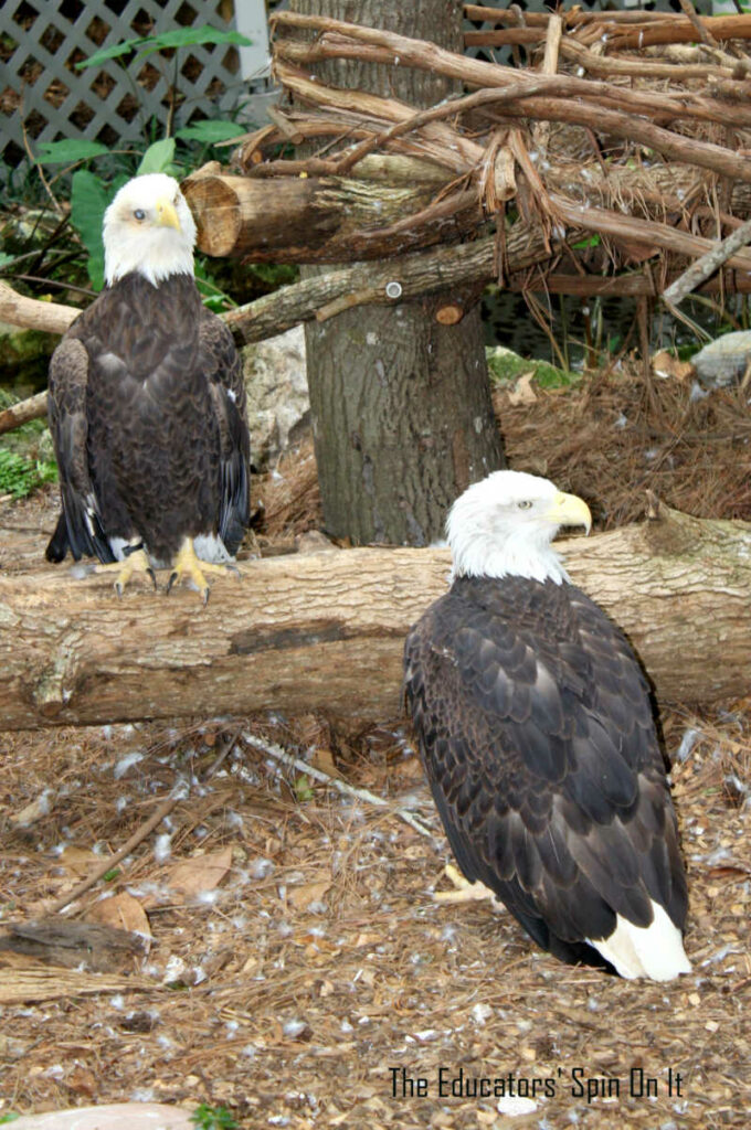 Bald Eagles at zoo