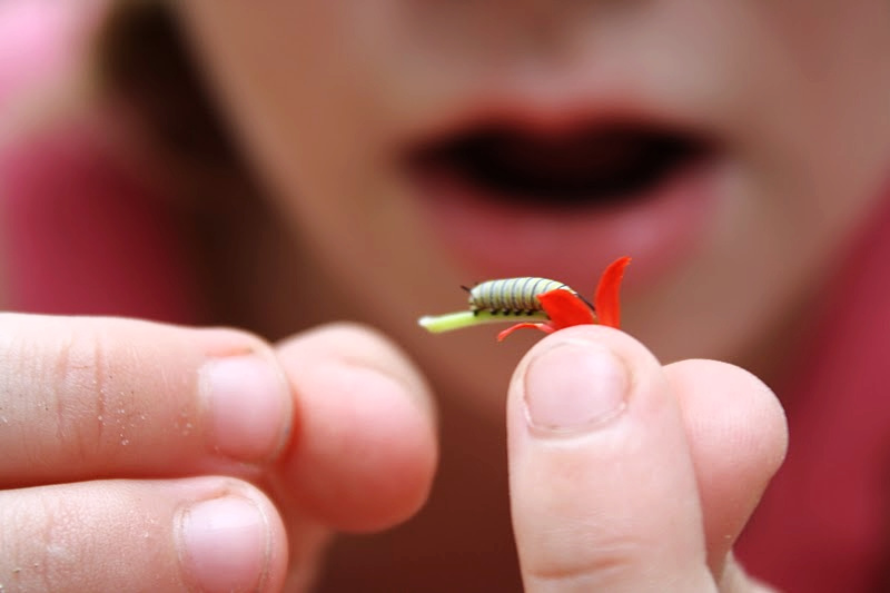 Child holding tiny caterpillar