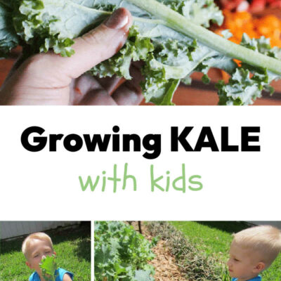 Growing Kale in your Garden with Kids